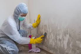 Best Mold Documentation for Insurance Claims  in Hampton, SC